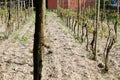 Wineyard at the ecomusee in Alsace Royalty Free Stock Photo